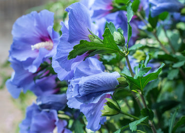 25 Purple ROSE Of SHARON HIBISCUS Syriacus Flower Tree Bush Seeds